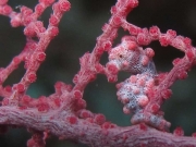 121127_pygmy_36m
