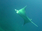 131202_mobula