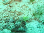 121206_knallkrebs-gobi1