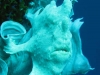 121212_whitefrog_02