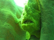 121203_giantfrogfish