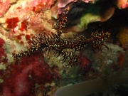 130107_blackharlekin