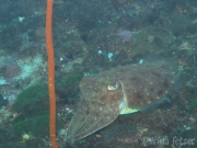 121218_cuttlefish-gato