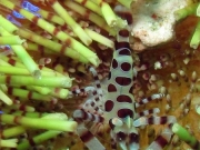 130119_colemanshrimp