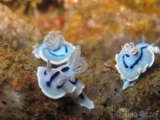 121118_nudi