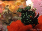 121118_nudi2