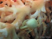 crab