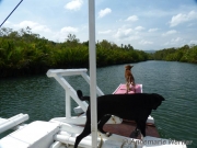 130306_doggies_moalong