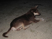 130312_derkleinewolf