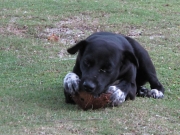 130312_rihanahuntingcoconut