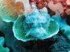 121105_scorpionfish