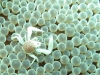 121130_porcelaincrab