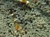 121130_shrimpsmininemo