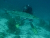121130_solitaerbarracuda