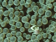 121130_tinyporcelaincrab