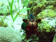 121206_mantis
