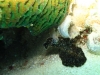 121206_plattworm