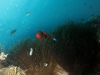 130126_anemonefish