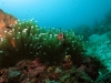 130126_anemonefish2