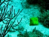 130126_kofferfisch
