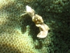 121212_porcelaincrab