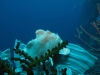 121212_whitefrog_01