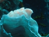 121212_whitefrog_03