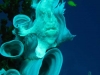 121212_whitefrog_04
