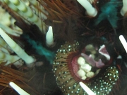 121127_fireurchin-shrimp
