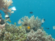 121127_fische