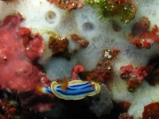 121203_tinynudi