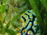 121222_nudi