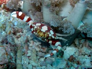 130318_harlequin-crab