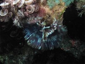 130318_spiralwurm