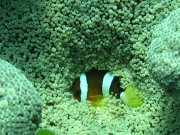 121205_hidden-anemonefish