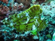 130324_leaffish