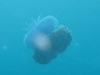 121105_jellyfish
