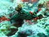 121105_nembrothakubaryana