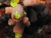 121105_wendeltrap