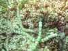 121222_pipefish