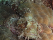 130326_scorpionfish