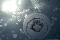 25_sataya_01
