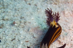 29_abugalawa_03