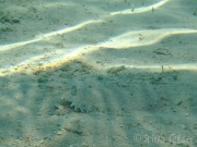 131102_schnorcheln_10