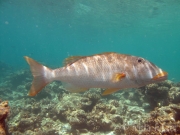 131119_fisch