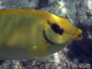 131119_gelber-kaninchenfisch