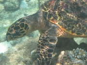 131119_suppenschildkroete