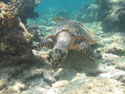 131119_suppenschildkroete_02
