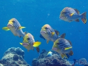 131217_04-oriental-sweetlip