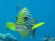 131217_05-oriental-sweetlip-2